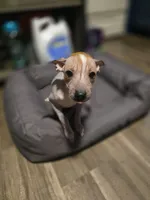 Penny, a female Xoloitzcuintli and Chinese Crested for sale in Muncy, PA – Photo 4 of 7