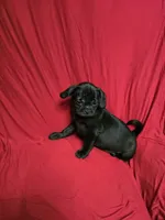 Chug Boy , a male Chihuahua and Pug for sale in Muncy, PA – 4 of 6