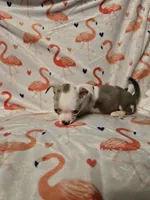 Merle Female, a female Chihuahua for sale in Muncy, PA – 9 of 9