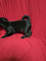 Chug Boy , a male Chihuahua and Pug for sale in Muncy, PA – 5 of 6