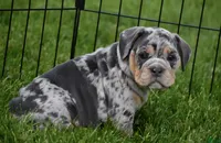 Josie , a female English Bulldog for sale in Muncy, PA – 3 of 7