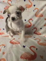 Merle Female, a female Chihuahua for sale in Muncy, PA – 8 of 9