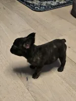 Xena , a female French Bulldog for sale in Muncy, PA – 3 of 7