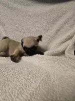 Pug Girl , a female Pug for sale in Muncy, PA – 5 of 6