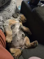 Josie , a female English Bulldog for sale in Muncy, PA – 7 of 7