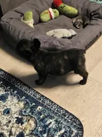 Xena , a female French Bulldog for sale in Muncy, PA – 4 of 7