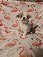 Merle Female, a female Chihuahua for sale in Muncy, PA – 3 of 9