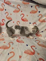 Merle Female, a female Chihuahua for sale in Muncy, PA – 5 of 9