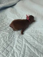 Dark pink chocolate , a female Brussels Griffon for sale in Murrieta, CA – Photo 3 of 3