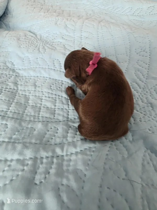 Dark pink chocolate  – Brussels Griffon puppy for sale in Murrieta, CA