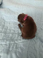 Dark pink chocolate , a female Brussels Griffon for sale in Murrieta, CA – Photo 1 of 3