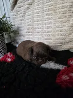 Female, a female Brussels Griffon for sale in Murrieta, CA – 5 of 9