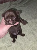 Chocolate female, a female Brussels Griffon for sale in Murrieta, CA – 7 of 7