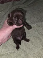 Chocolate female, a female Brussels Griffon for sale in Murrieta, CA – 6 of 7