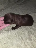 Chocolate female, a female Brussels Griffon for sale in Murrieta, CA – 5 of 7