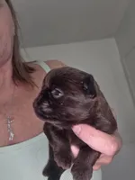 Chocolate female, a female Brussels Griffon for sale in Murrieta, CA – 3 of 7