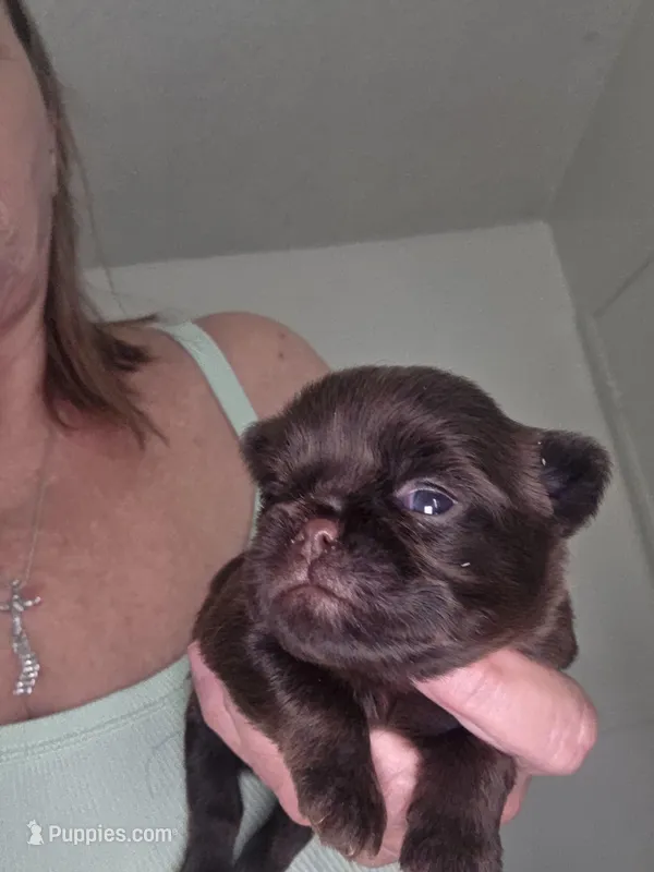 Chocolate female – Brussels Griffon puppy for sale in Murrieta, CA