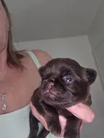 Chocolate female, a female Brussels Griffon for sale in Murrieta, CA – 1 of 7
