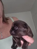 Chocolate female, a female Brussels Griffon for sale in Murrieta, CA – 4 of 7