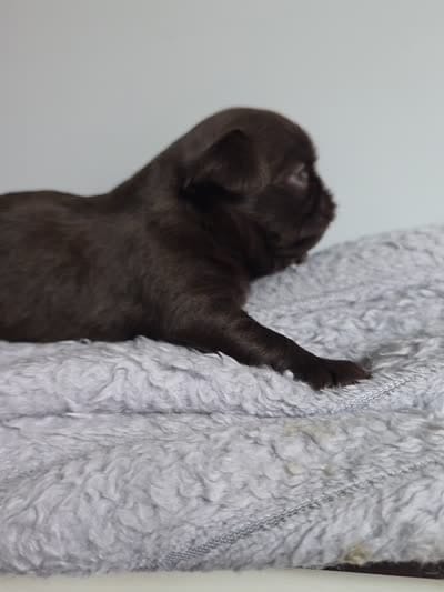 Female smooth, a female Brussels Griffon for sale in Murrieta, CA – 3 of 3
