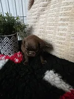 Female, a female Brussels Griffon for sale in Murrieta, CA – 6 of 9