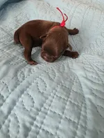 Red boy chocolate, a male Brussels Griffon for sale in Murrieta, CA – Photo 4 of 4