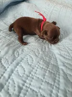 Red boy chocolate, a male Brussels Griffon for sale in Murrieta, CA – Photo 2 of 4