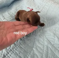 Red boy chocolate, a male Brussels Griffon for sale in Murrieta, CA – Photo 1 of 4