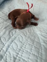 Red boy chocolate, a male Brussels Griffon for sale in Murrieta, CA – Photo 3 of 4