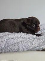 Smooth male 1 , a male Brussels Griffon for sale in Murrieta, CA – 1 of 1