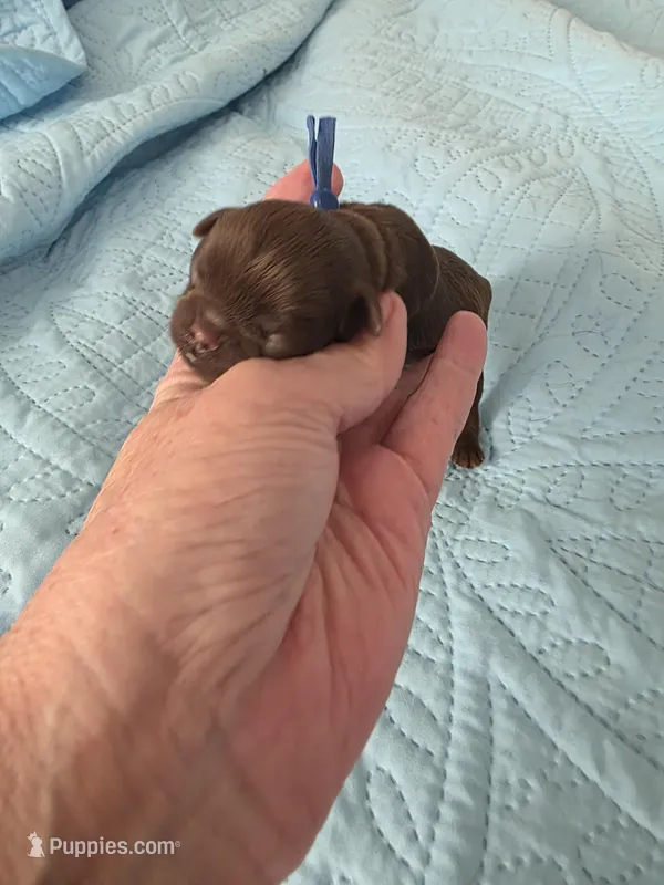 Dark blue chocolate  – Brussels Griffon puppy on hold in Murrieta, CA