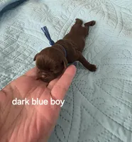 Dark blue chocolate , a male Brussels Griffon for sale in Murrieta, CA – Photo 3 of 3