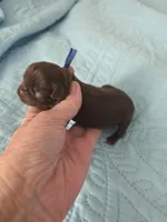 Dark blue chocolate , a male Brussels Griffon for sale in Murrieta, CA – Photo 2 of 3