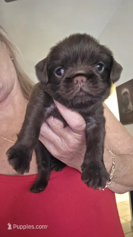 Female smooth – Brussels Griffon puppy for sale in Murrieta, CA