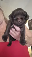 Female smooth, a female Brussels Griffon for sale in Murrieta, CA – 1 of 3