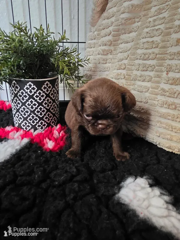 Female – Brussels Griffon puppy for sale in Murrieta, CA