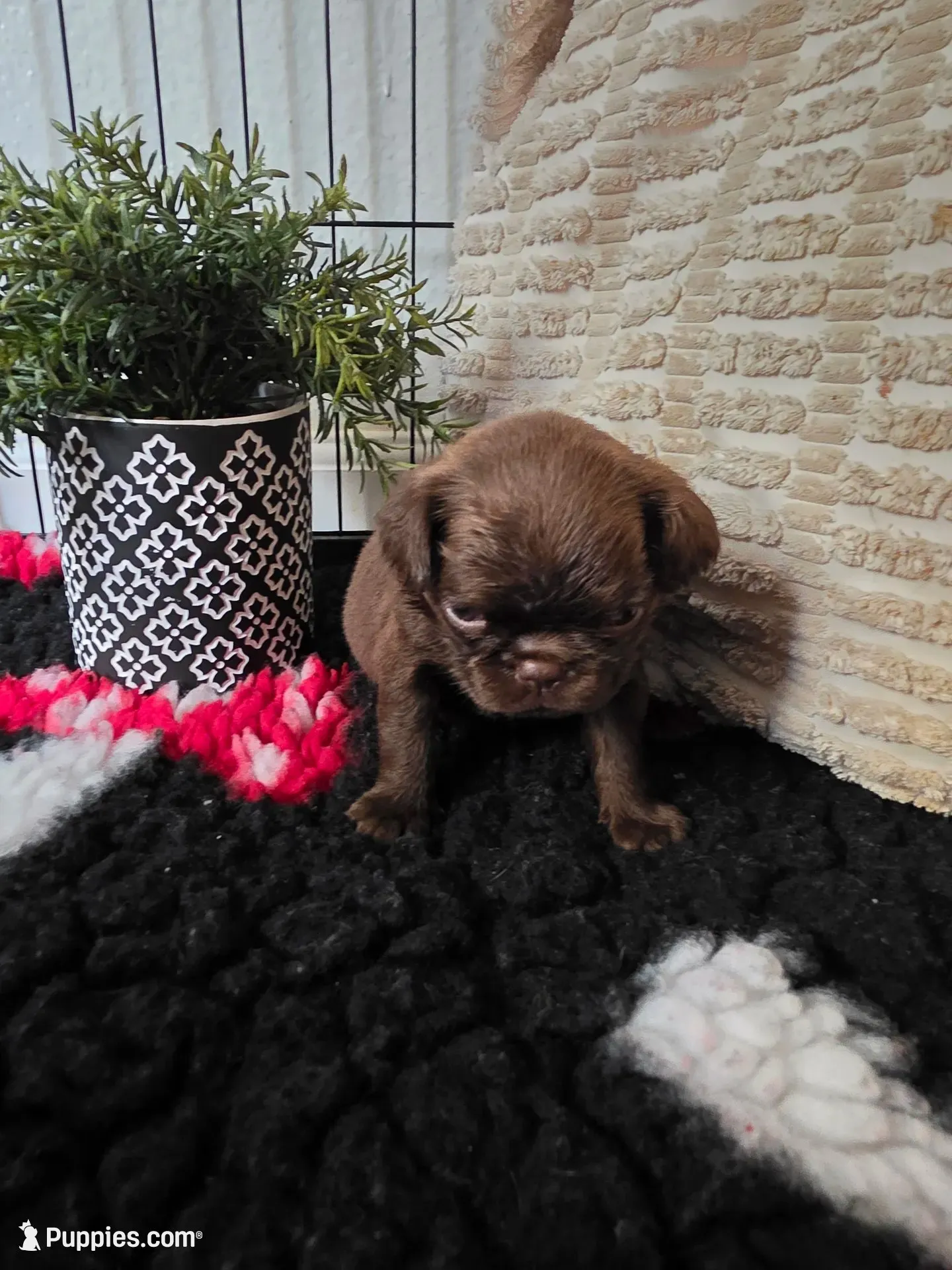 Female, a female Brussels Griffon for sale in Murrieta, CA – 1 of 9
