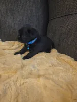 Blue collar, a male Brussels Griffon for sale in Murrieta, CA – 3 of 4