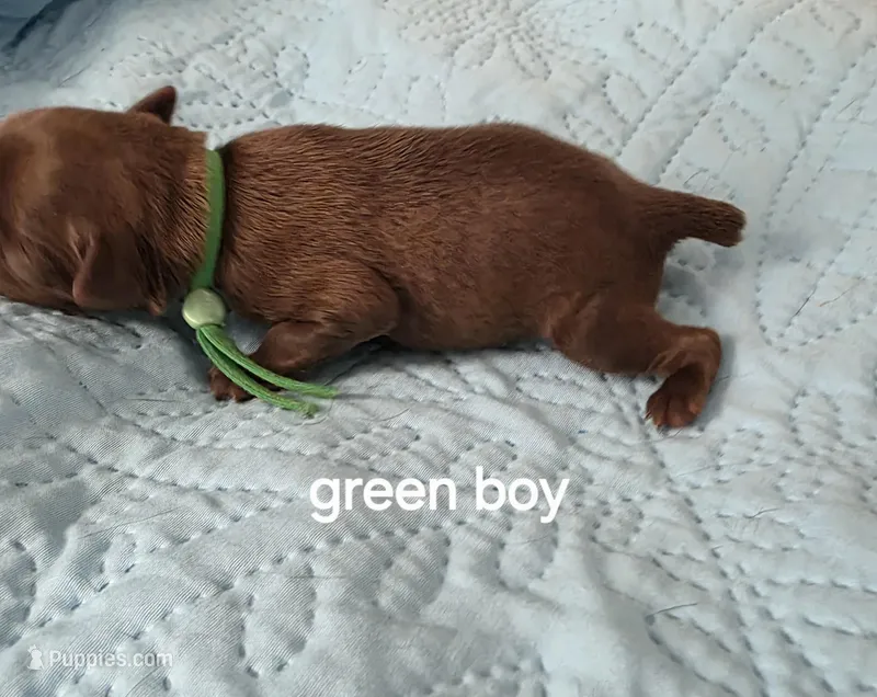 Green boy chocolate  – Brussels Griffon puppy on hold in Murrieta, CA