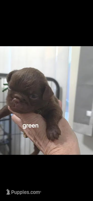 Smooth coat green boy chocolate  – Brussels Griffon puppy for sale in Murrieta, CA