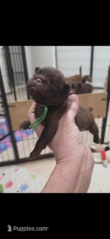 Smooth coat green boy chocolate , a male Brussels Griffon for sale in Murrieta, CA – Photo 1 of 2