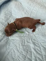 Green boy chocolate , a male Brussels Griffon for sale in Murrieta, CA – Photo 4 of 5