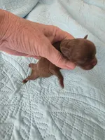 Green boy chocolate , a male Brussels Griffon for sale in Murrieta, CA – Photo 5 of 5