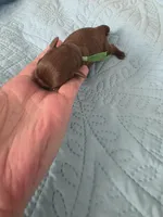 Green boy chocolate , a male Brussels Griffon for sale in Murrieta, CA – Photo 3 of 5