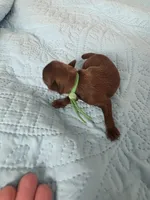 Green boy chocolate , a male Brussels Griffon for sale in Murrieta, CA – Photo 2 of 5