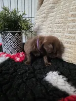 Female, a female Brussels Griffon for sale in Murrieta, CA – 2 of 9