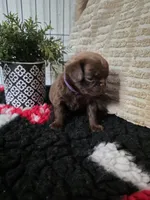Female, a female Brussels Griffon for sale in Murrieta, CA – 8 of 9