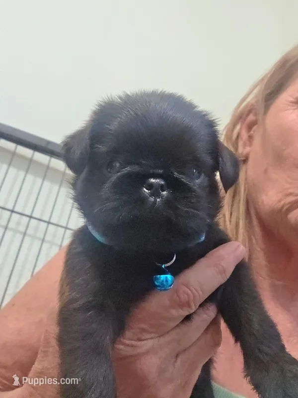 Male 1 – Brussels Griffon puppy for sale in Murrieta, CA