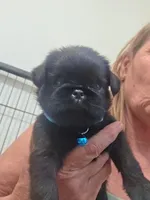 Male 1, a male Brussels Griffon for sale in Murrieta, CA – 1 of 3