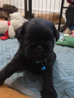 Male 1, a male Brussels Griffon for sale in Murrieta, CA – 2 of 3